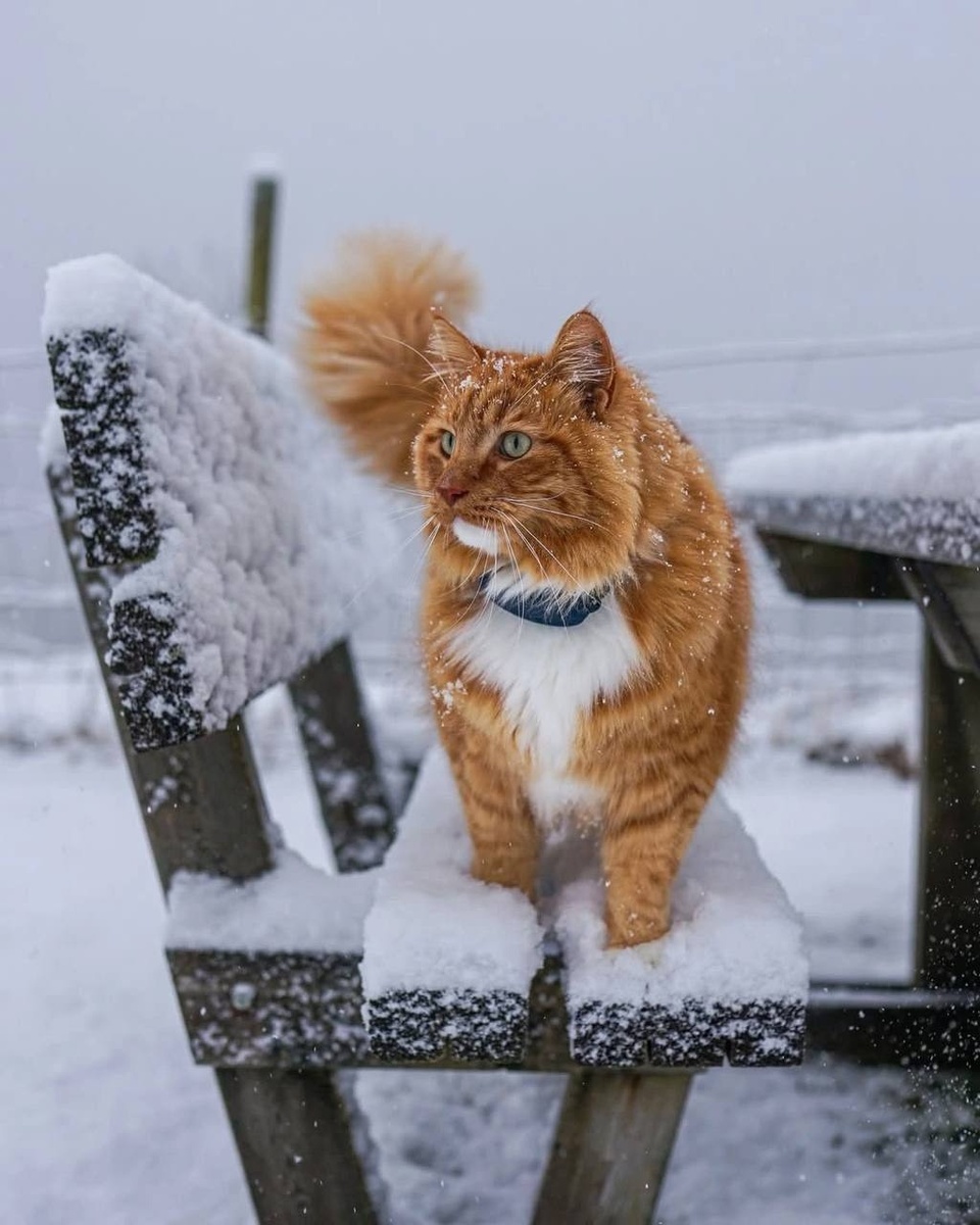 иллюстрация из яндекс картинки.