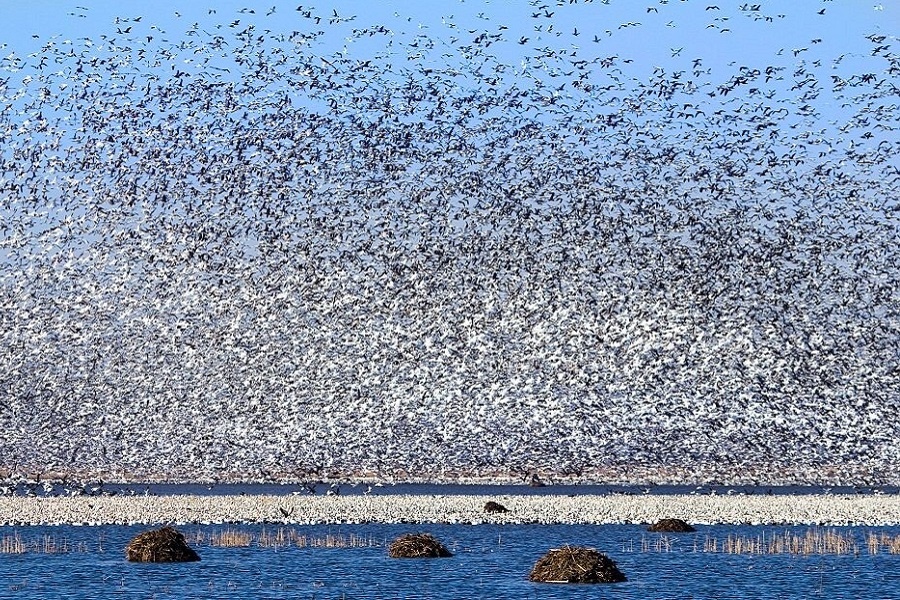 Просто очень большая стая мигрирующих белых гусей. Фотография из интернета