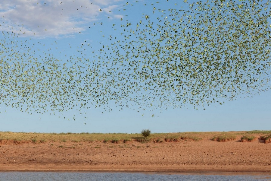 Мурмурация волнистых попугайчиков на просторах Австралии. Фотография из интернета