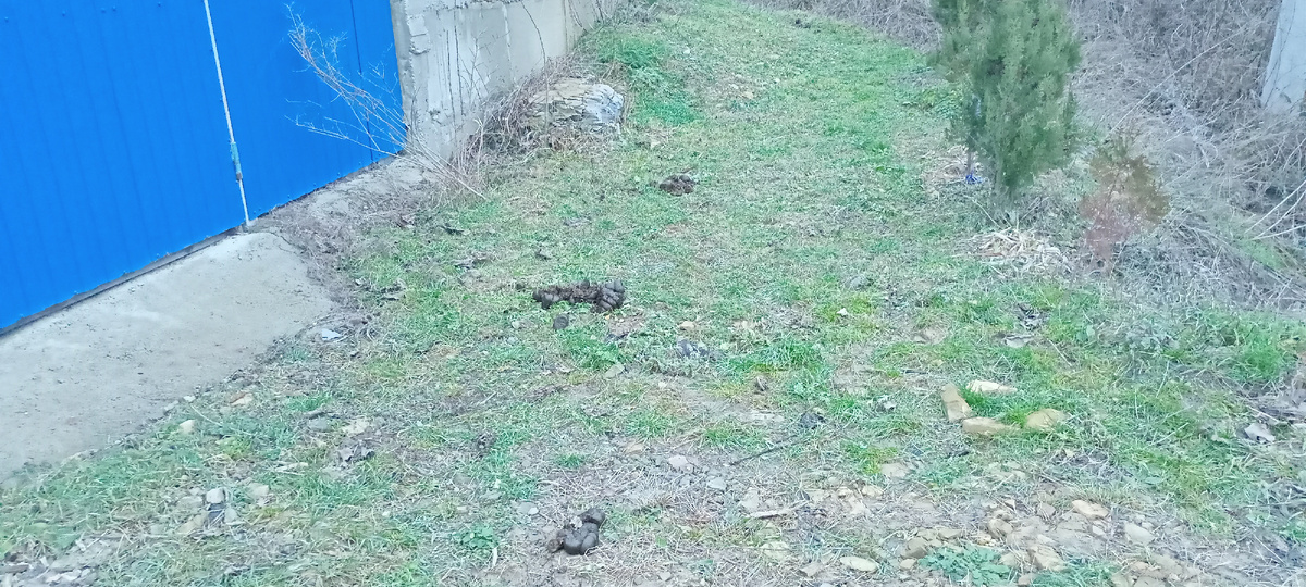 Подарки от лошадок