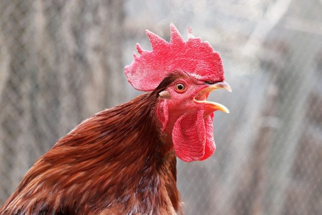 Идиллическое «кудахтанье» существует только в воспоминаниях о бабушкиной деревне в детстве. В реальности куры кричат громко, долго и без расписания. После каждого яйца — концерт.  А петухи, особенно если у соседей на участке они тоже есть — голосят что есть мочи, пытаясь перекричать друг-друга.  📷
