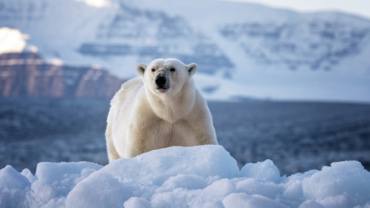     Фото: Jane Rix/Shutterstock/FOTODOM Поразительно, но гигантский национальный парк почти полностью скрыт подо льдом. На его территории обитают овцебыки, белые медведи, песцы и многие другие животные