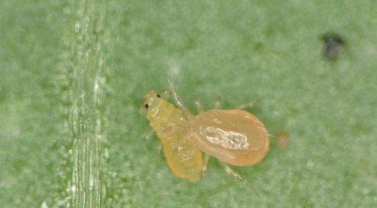    Фото: Allan Busuulwa, UF/IFAS