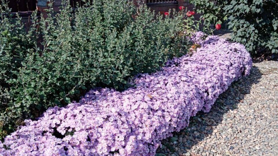 Почему астры не удаются годами: разбираем реальные причины