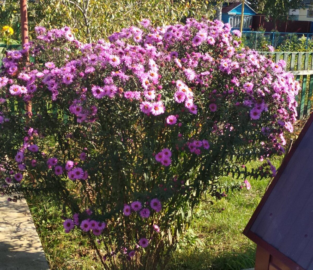 фото из чата Дачный агроном