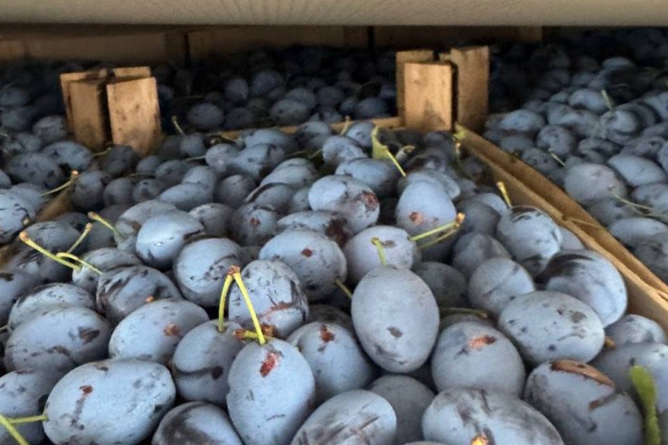    Сливы оказались заражены. Фото: 178.fsvps.gov.ru