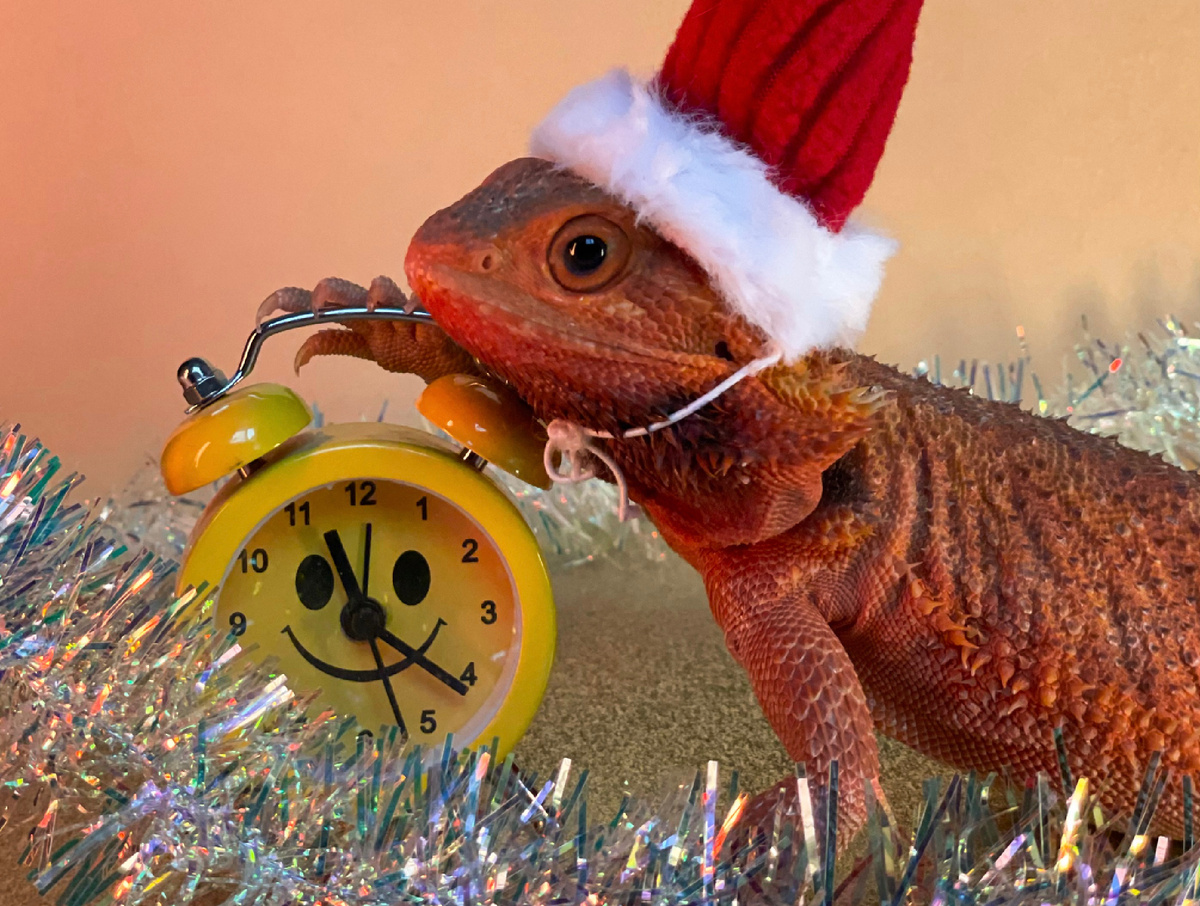 Моя ящерица, бородатая агама Помидорка позирует за гусеничку 