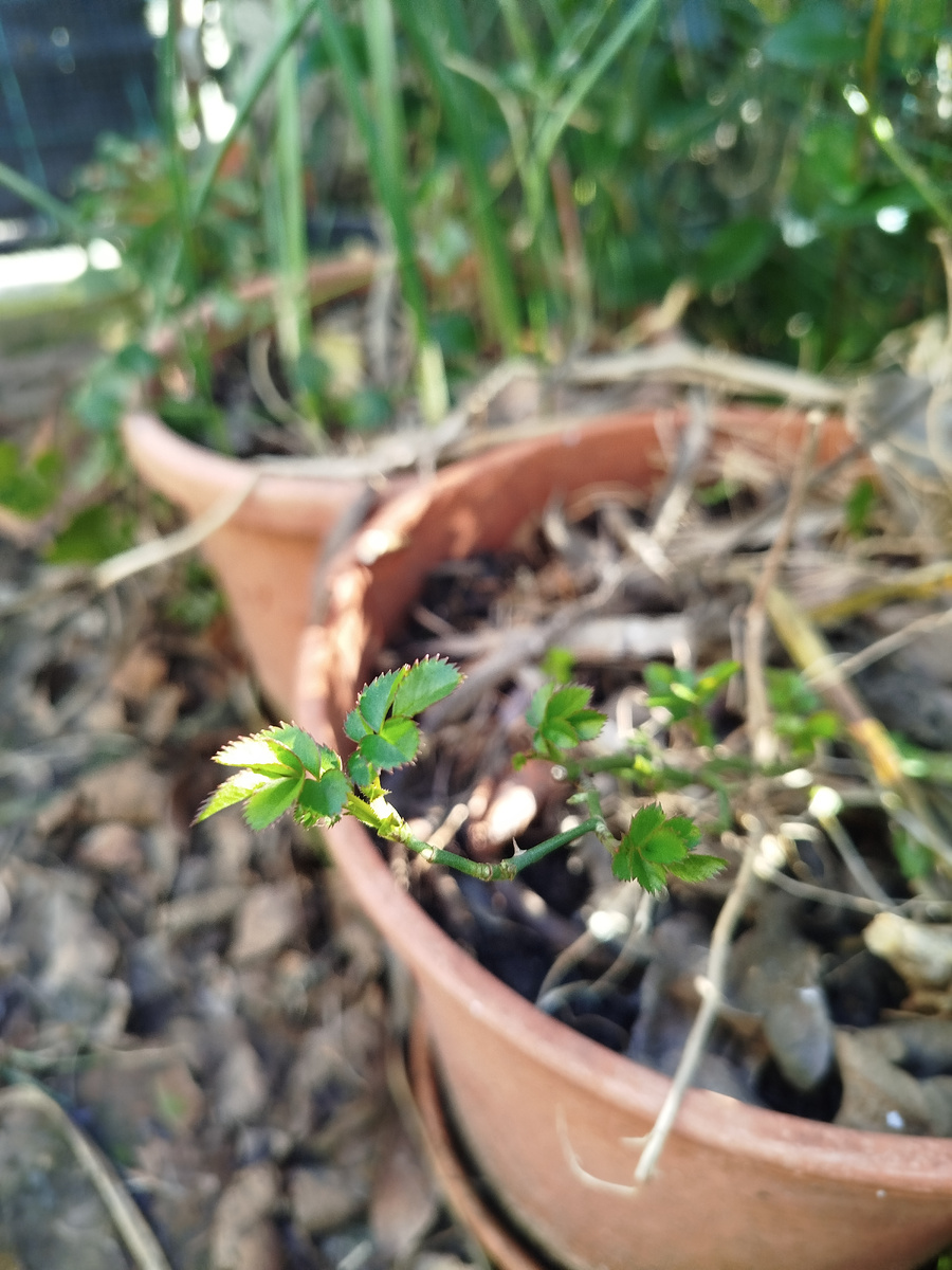 Фото автора. Вот так сейчас выглядит безымянная роза укоренения 2025г.