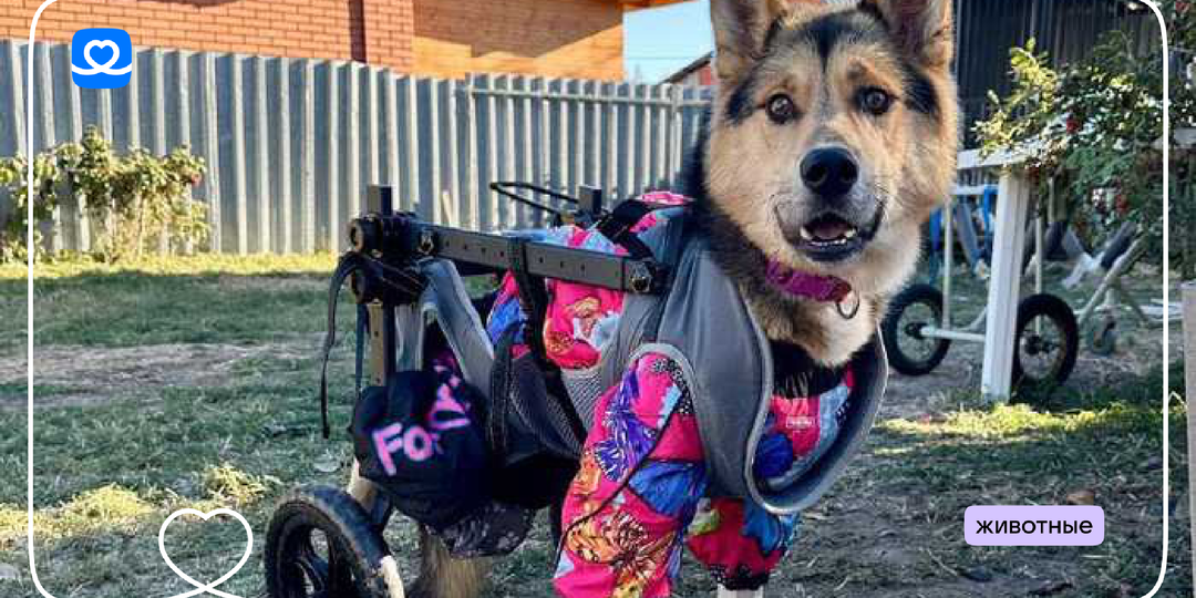 Специальный корм для Зухрая и других хвостиков в приюте