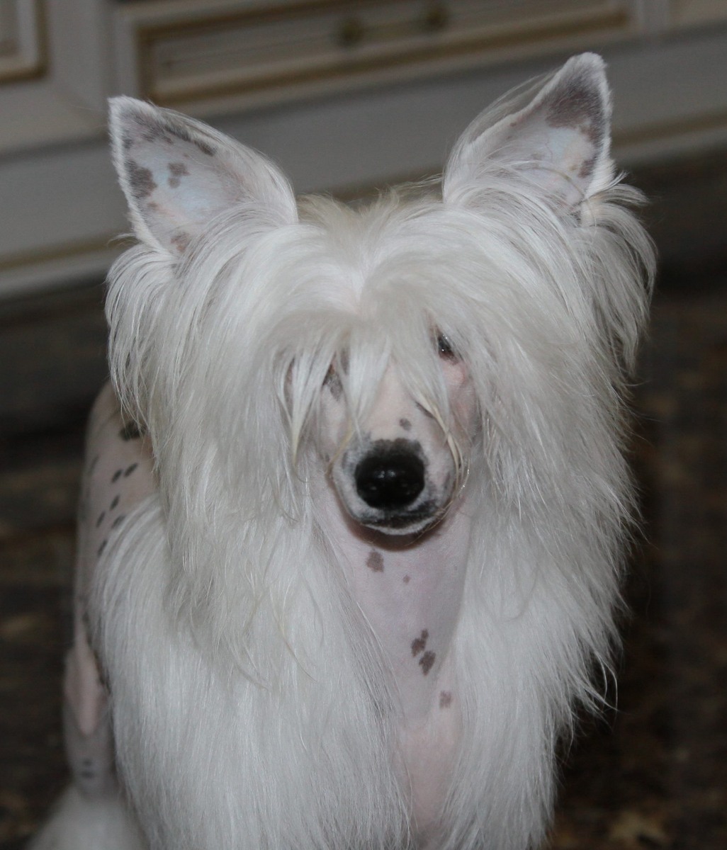 Премьер Мари Умберто Нобиле