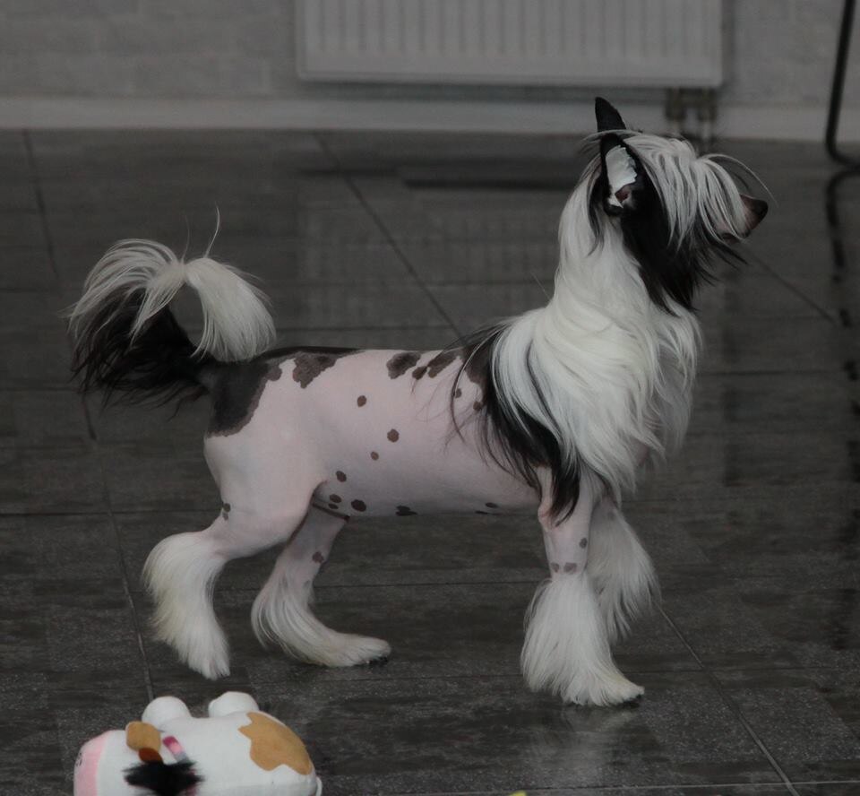 Премьер Мари Фортуна