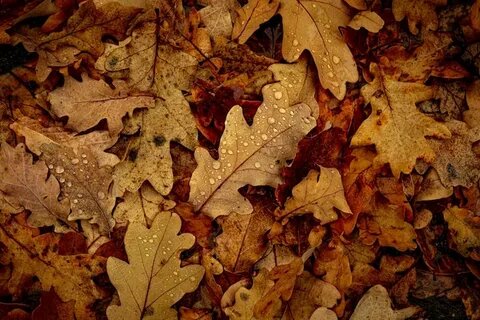 История про находчивого отца.