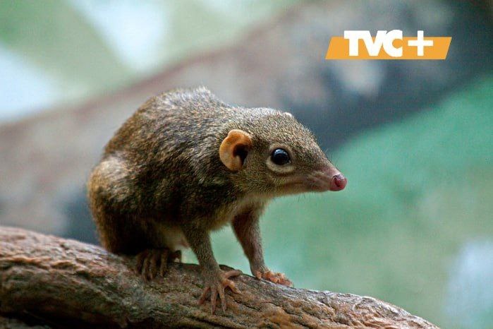 Перохвостая тупайя.