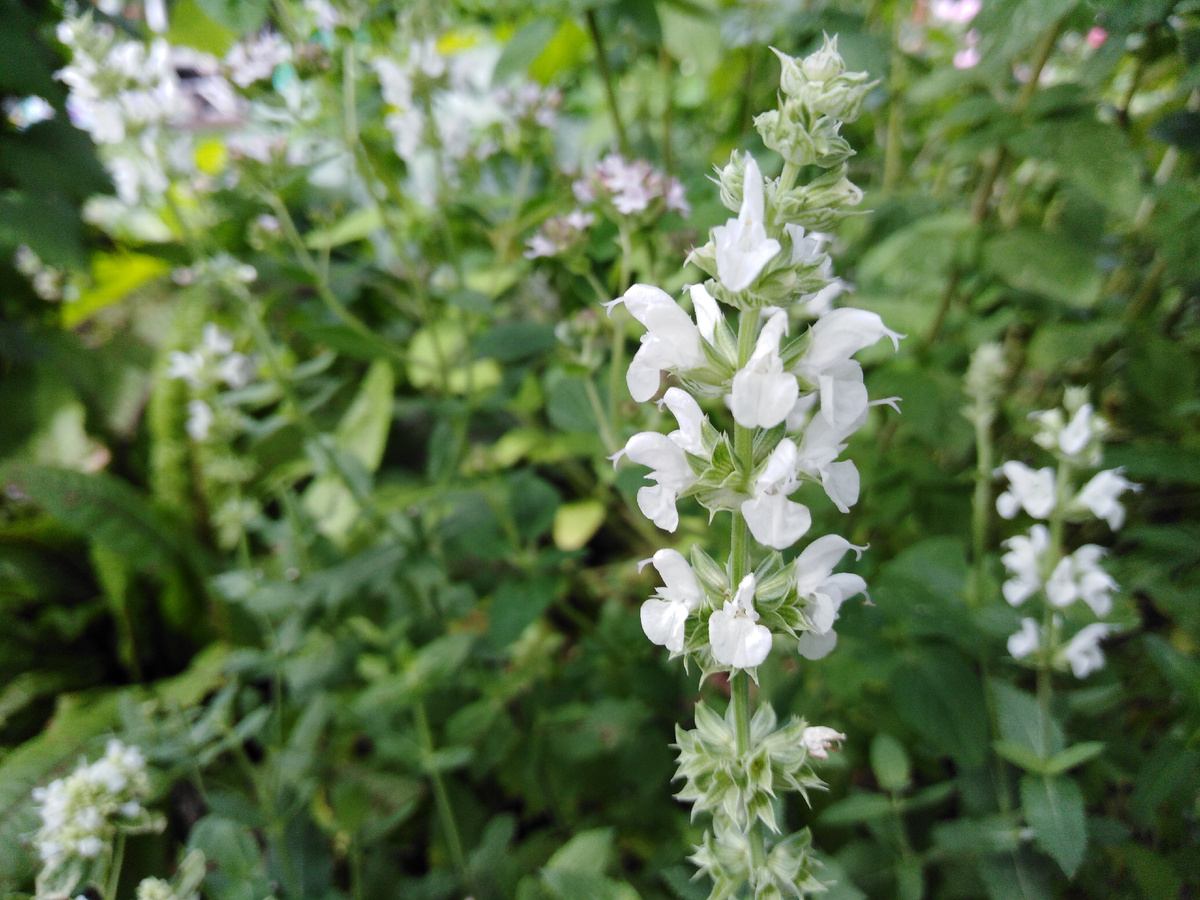 Шалфей дубравный 'Salute White'