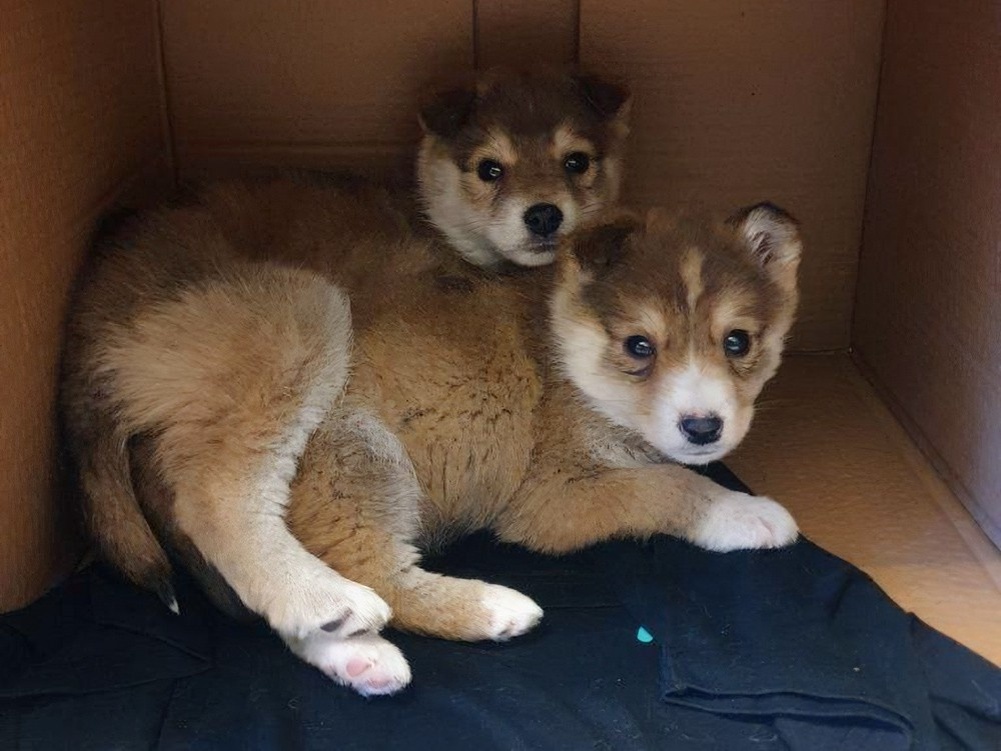     Фото: фонд «ЗооЗащита» / vk.com/zoozahita