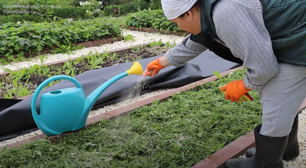 Эти правила надо знать при мульчировании. Чем может быть опасна мульча на огороде