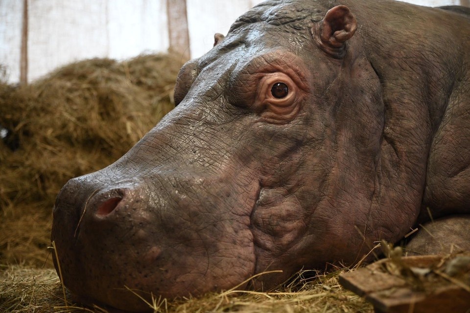    Ленинградский зоопарк представил выставку, посвященную уходу за животными в блокаду. Алексей БУЛАТОВ