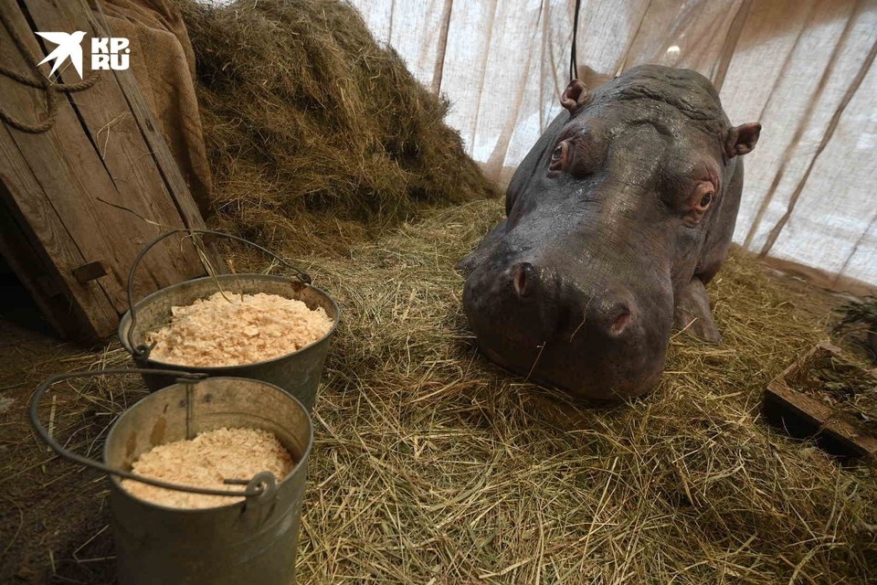    Красавица ела каши из опилок. За ней ухаживали, как за родным человеком. Алексей БУЛАТОВ