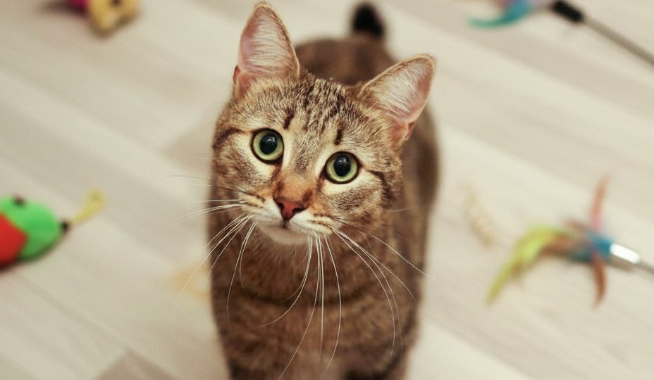 ❗ДОМА❗Как две капли воды: Мелисса и Карамель.