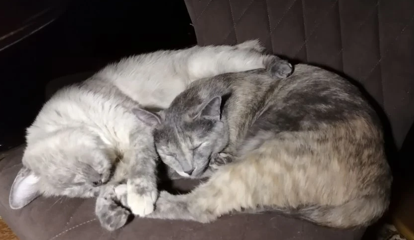 фото автора, листайте галерею 