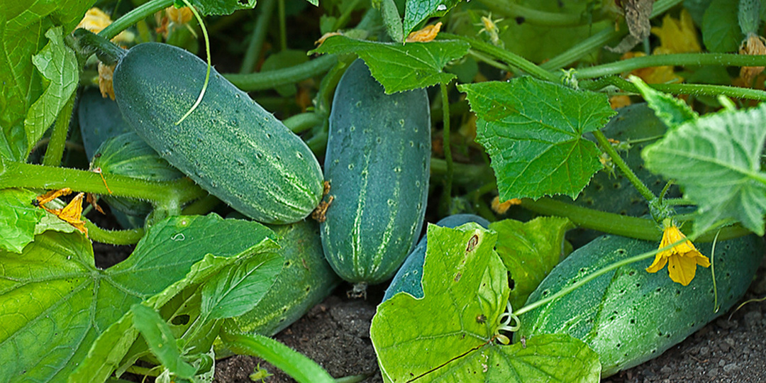 15 грамм и ведро воды: Вспоминаем точные дозировки из справочников агрономов СССР для взрывного роста огурцов