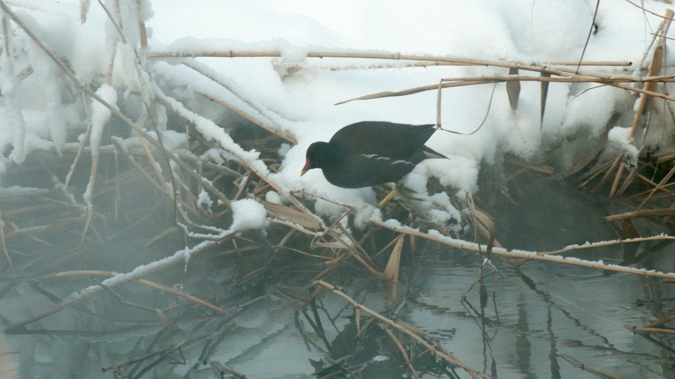    Птичка эта невелика - размером с голубя. Фото: t.me/kazdoytvaripopare