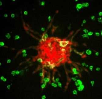 Фото из интернета 