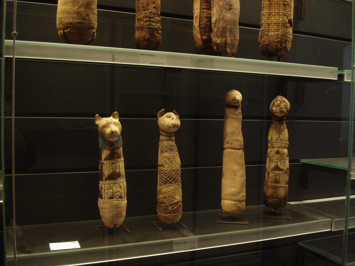 Мумии кошек. Источник: Wikimedia