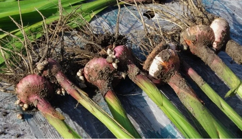 Фото №2.Точно такие луковицы выкопвли мы, фото из интернета.