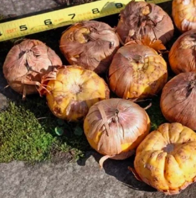 Фото № 1. Ставандартная луковица от оптовика, фото из интернета