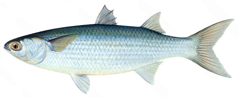 Mugil cephalus