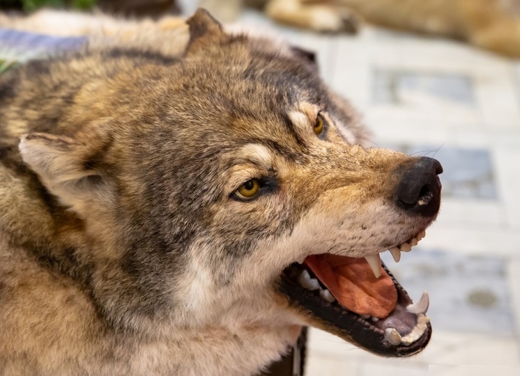 Почти 3 миллиона рублей заплатили охотникам за добычу волков в Карелии