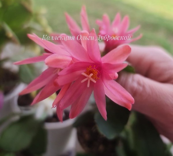 Вот какой еще красавчик есть