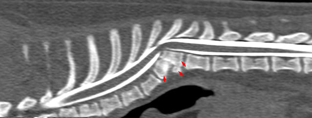 КТ (красные стрелки указывают на клиновидный позвонок Th10)