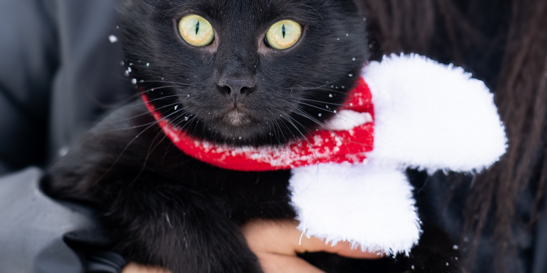 Ее покусанную нашли на улице зимой, лапа не ходила, я проделала с ней большую работу и теперь она ищет дом.