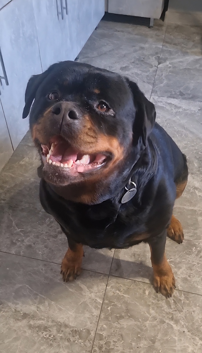 Привет друзья! 🐶🙋‍♂️