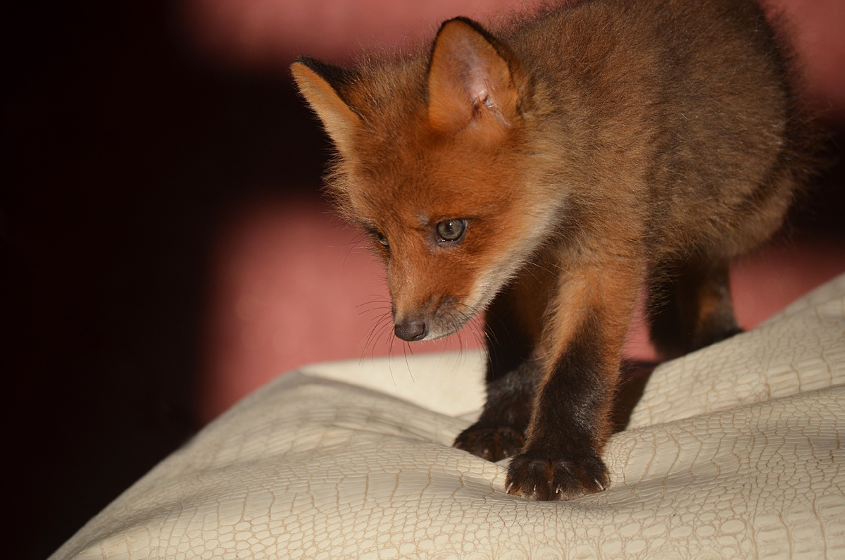 Лис Альф, первые дни в доме