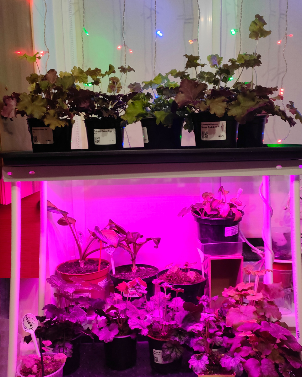 22.01.26 Микс сортов