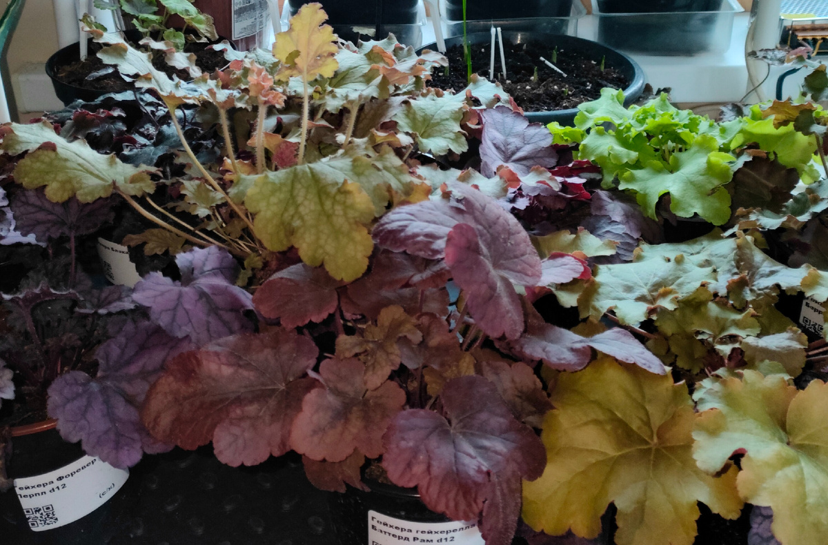 29.12.26 Начало эксперемента выращивания гейхер в комнатных условиях