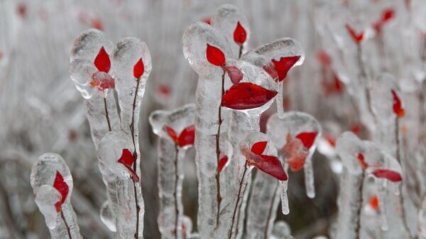    © РИА Новости . Илья Аверьянов