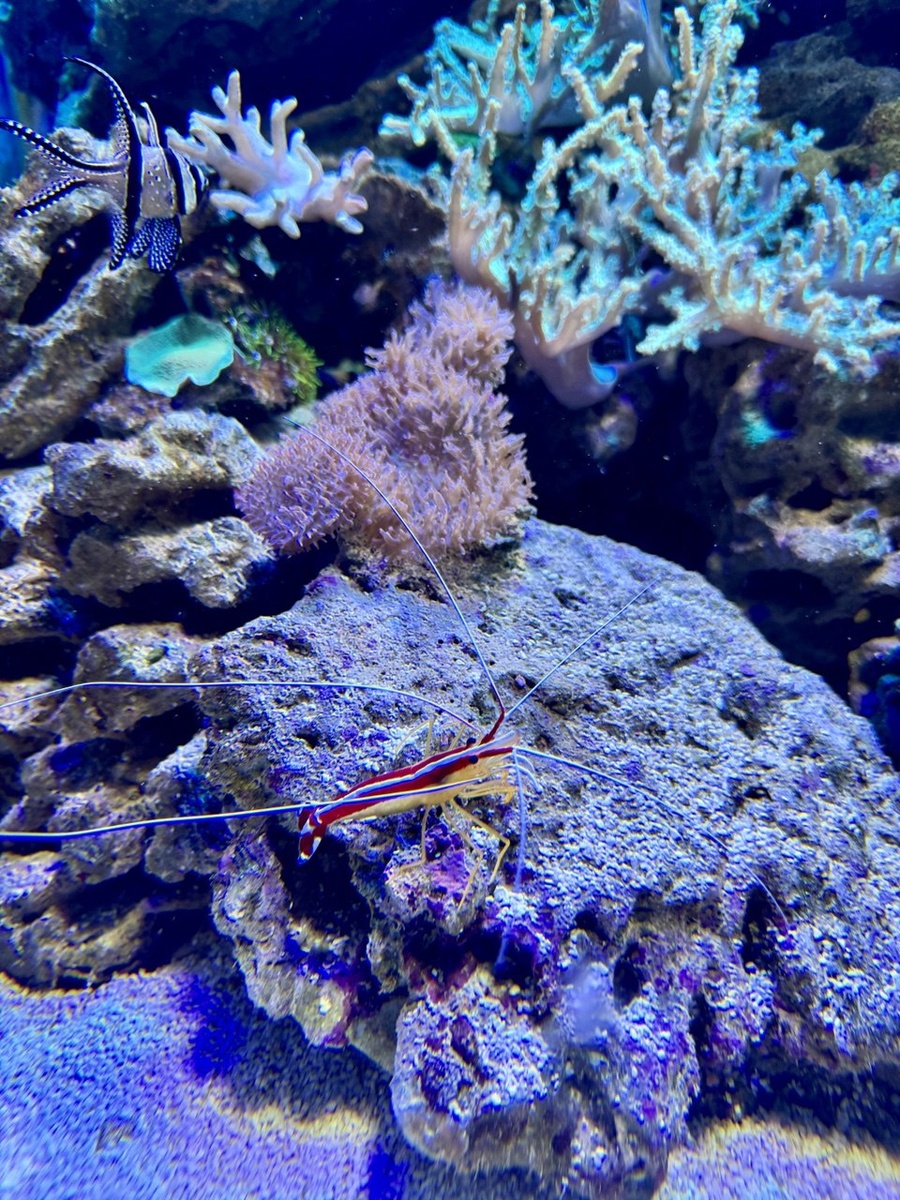 Кораллы и креветки