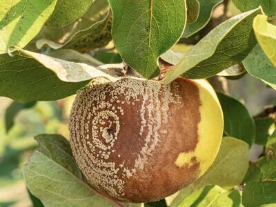    Создан с сайт с «вечными» раздражающими багами в системах Apple