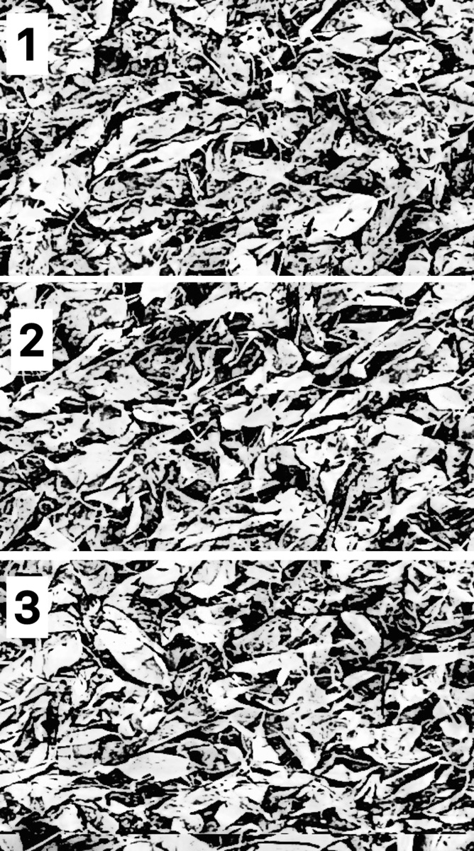 Картинка с сегментами для ответа