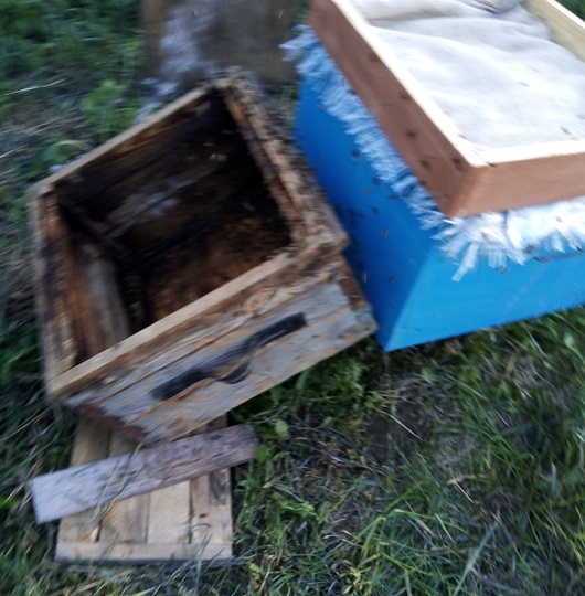 Пересадка пойманного пчелиного роя