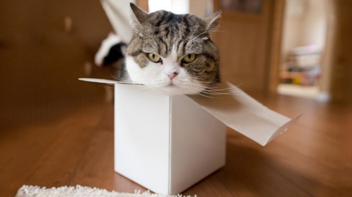 Самым известным любителем маленьких коробок можно назвать кота Мару из Японии. Его любовь к тесным местечкам сделала кота мировой знаменитостью