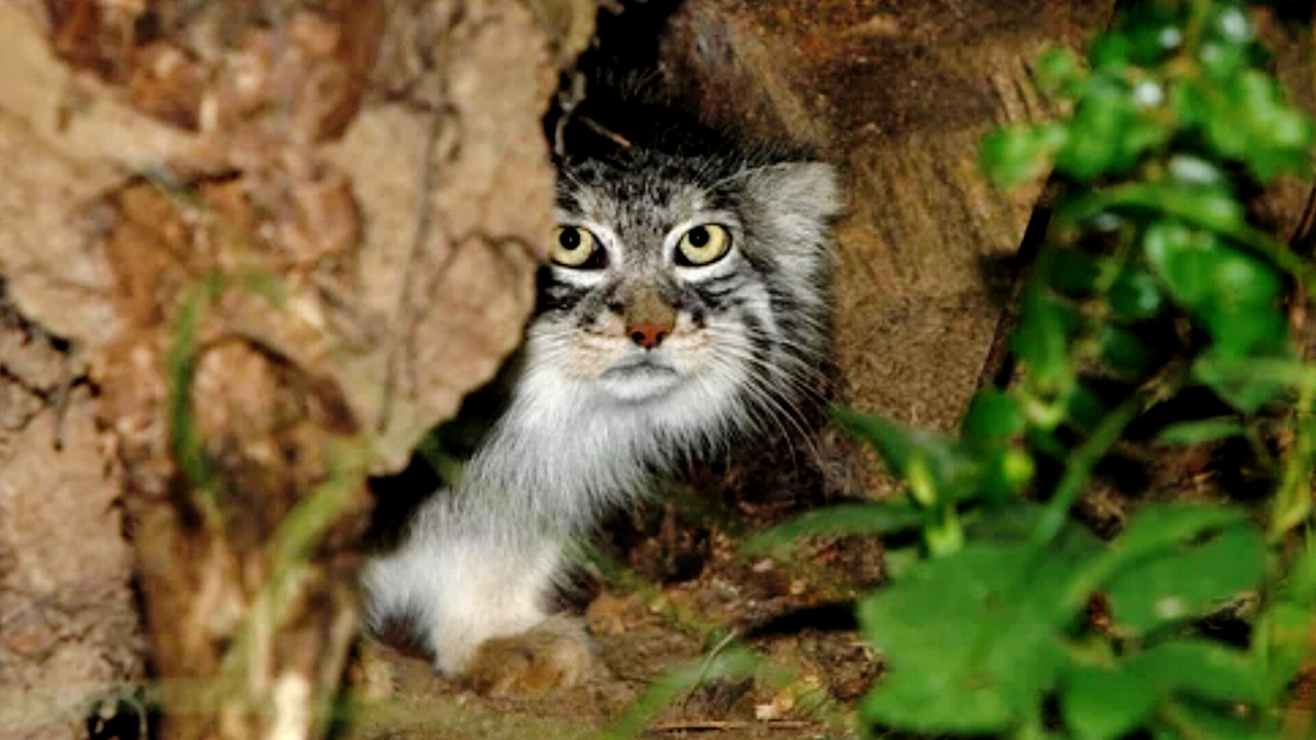 Для кого щель, для меня убежище