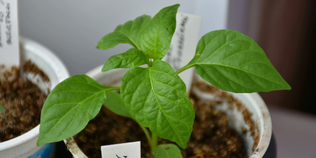 Когда сеять сладкий Перец на рассаду в 2026 году