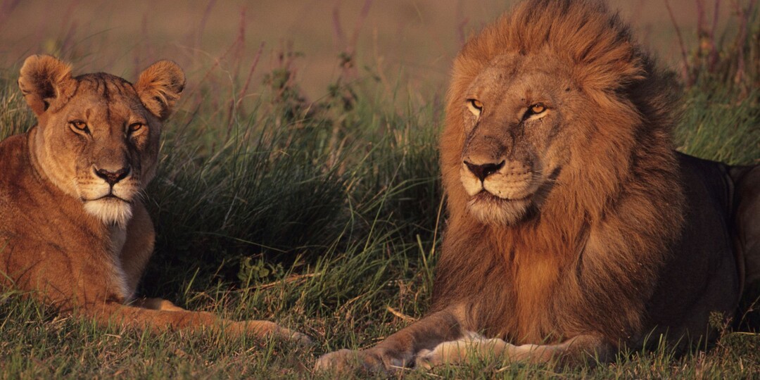 Почему в природе один самец владеет сотней самок: правда, которую скрывают документалки