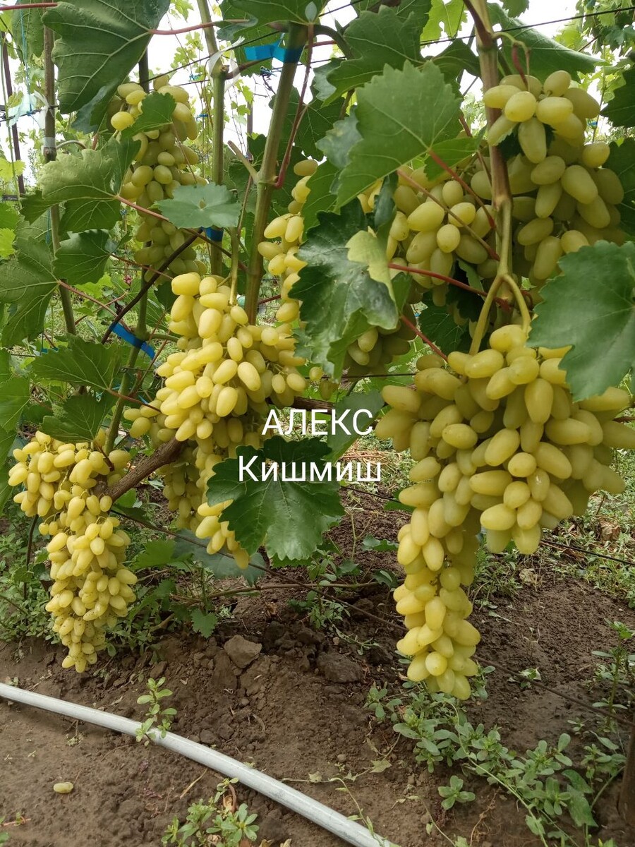 Фото из телеграм канала Щереденкова В.А. t.me/vinogradshcheredenkova