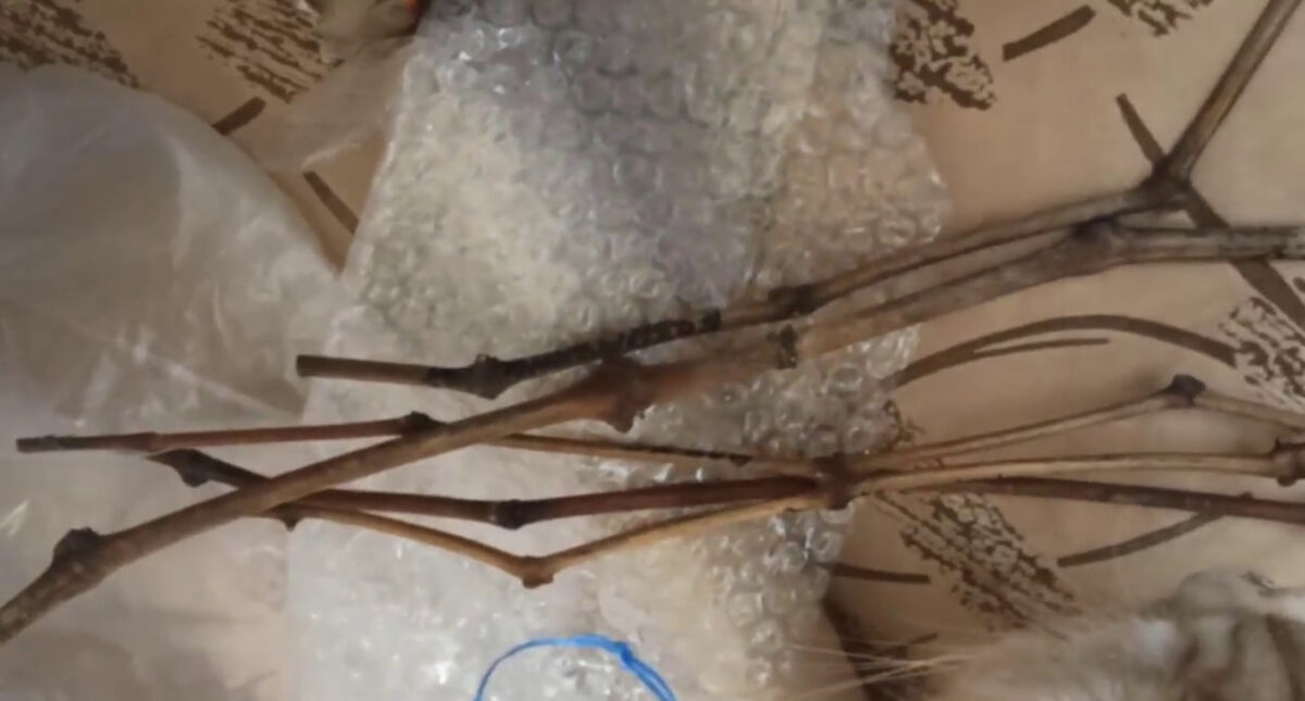 Фото черенков из посылки.